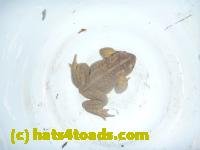 /home//u458753944/public_html/sourcegallery////////////////////////////////////////////////////Roxborough Toad Detour/2013-2019/2014/2014-04-02/P1140887.JPG